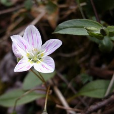 Spring Wild flower