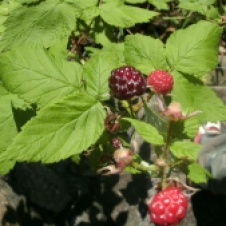 wild black berries around camp ground