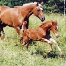 Quarter horse mare and foal... my baby "Dancer"