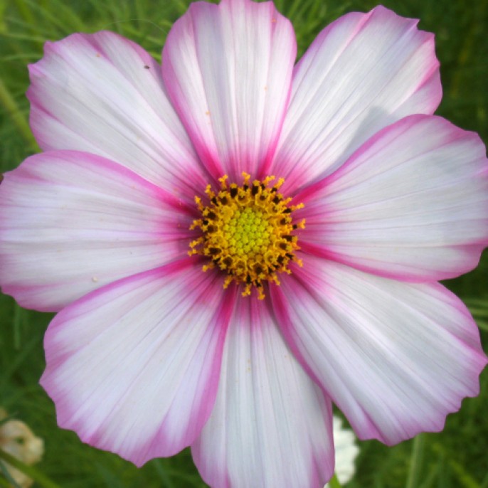 Cosmos in the back yard