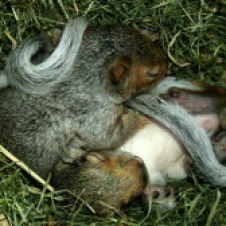 meet Chipper and Splinter the Barnwood builder Babies