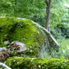 Moss covered stones along the river at Ten Mile WV