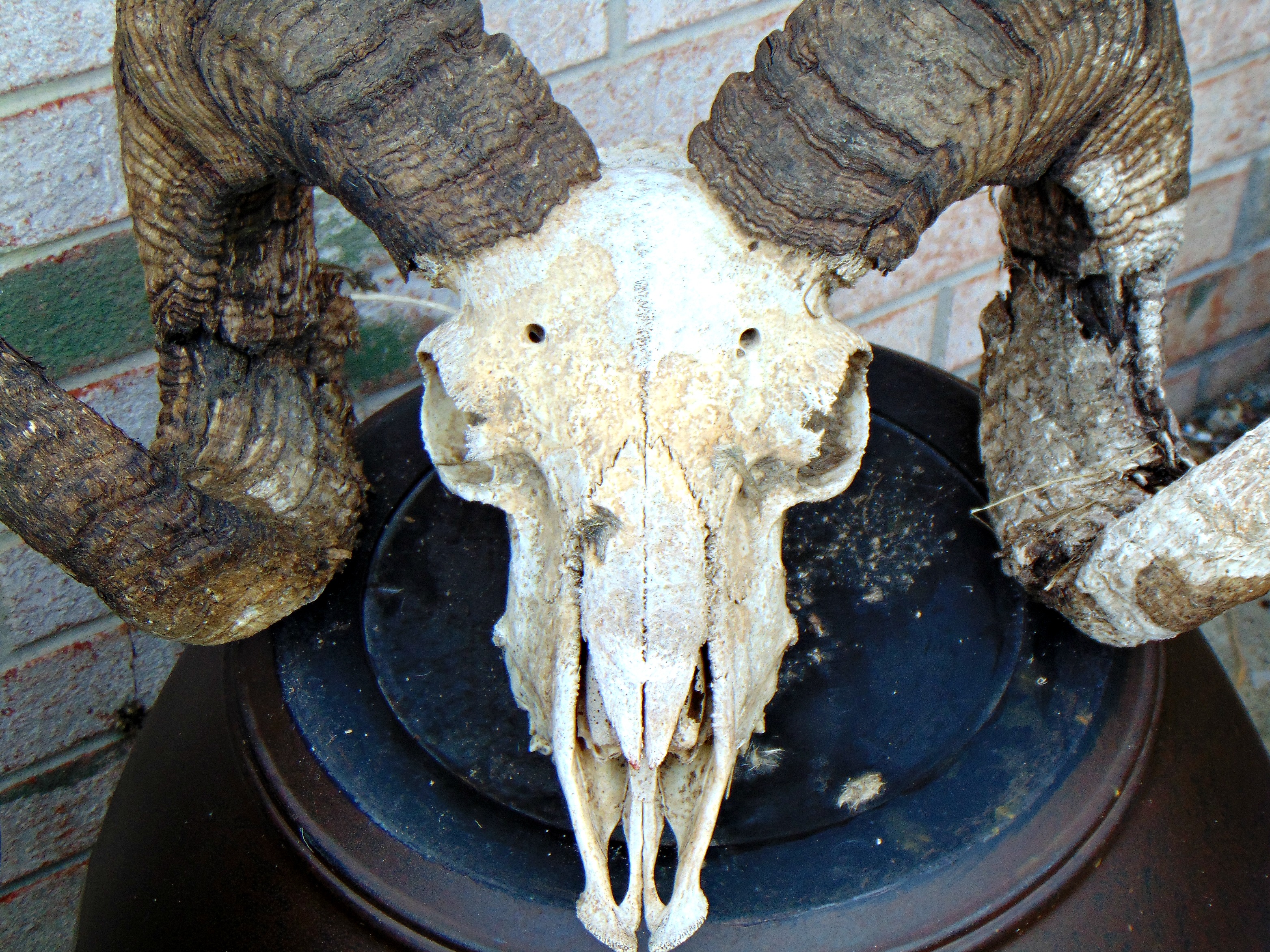 Jacob's Ram skull .jpg