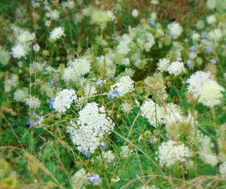 Queens Anne Lace growing wild at Stuarts Park near Elkins WV