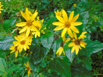 Yellow Flowers at Stuarts Park near Elkins WV