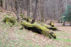 Fallen tree with moss at the lovers lane board walk