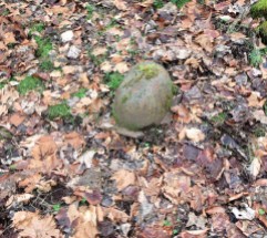 Forgotten cast iron sink left in the woods