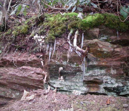 ice and moss found on rocks along the lovers lane board walk.
