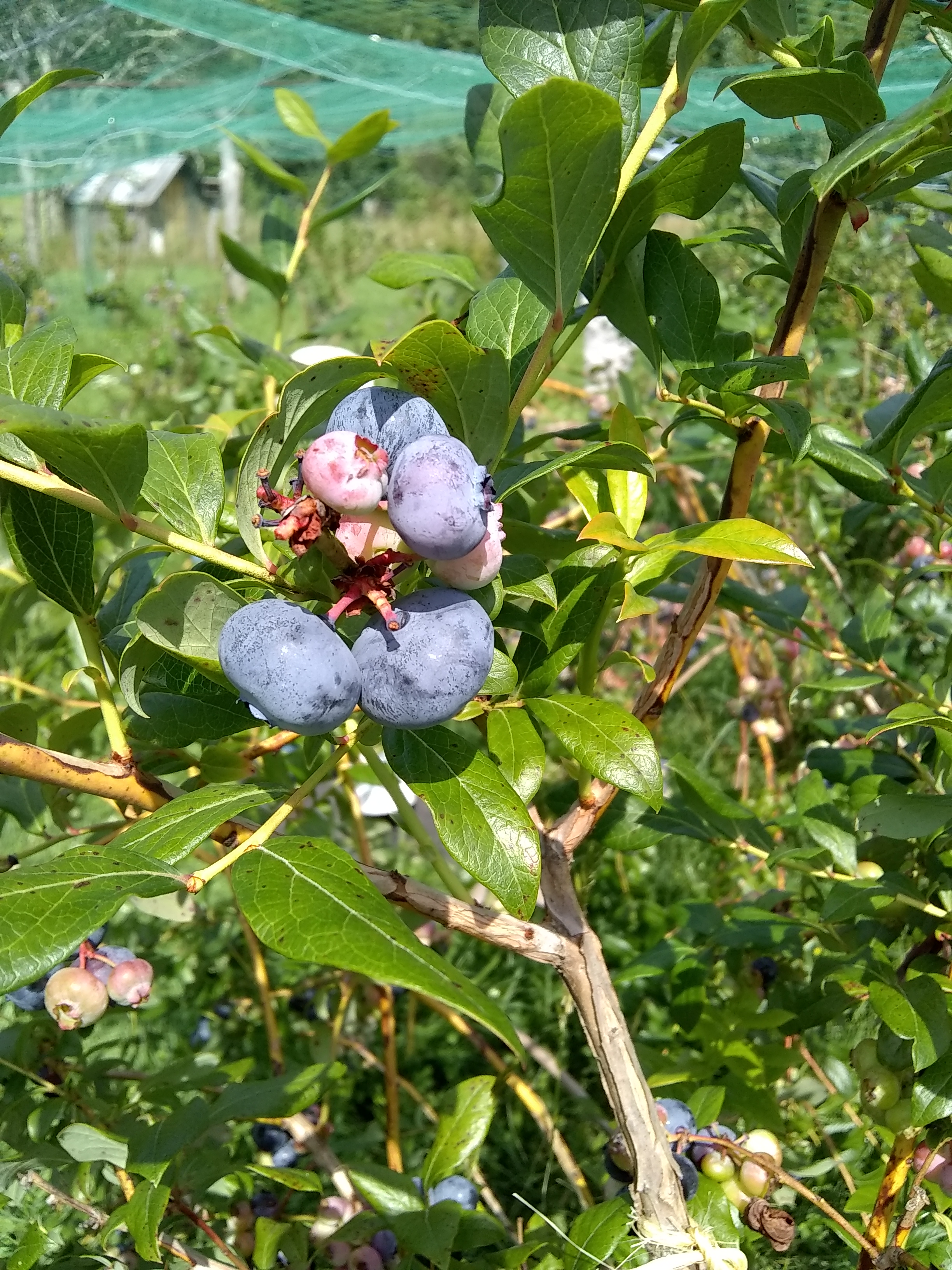 closeup of blue berry
