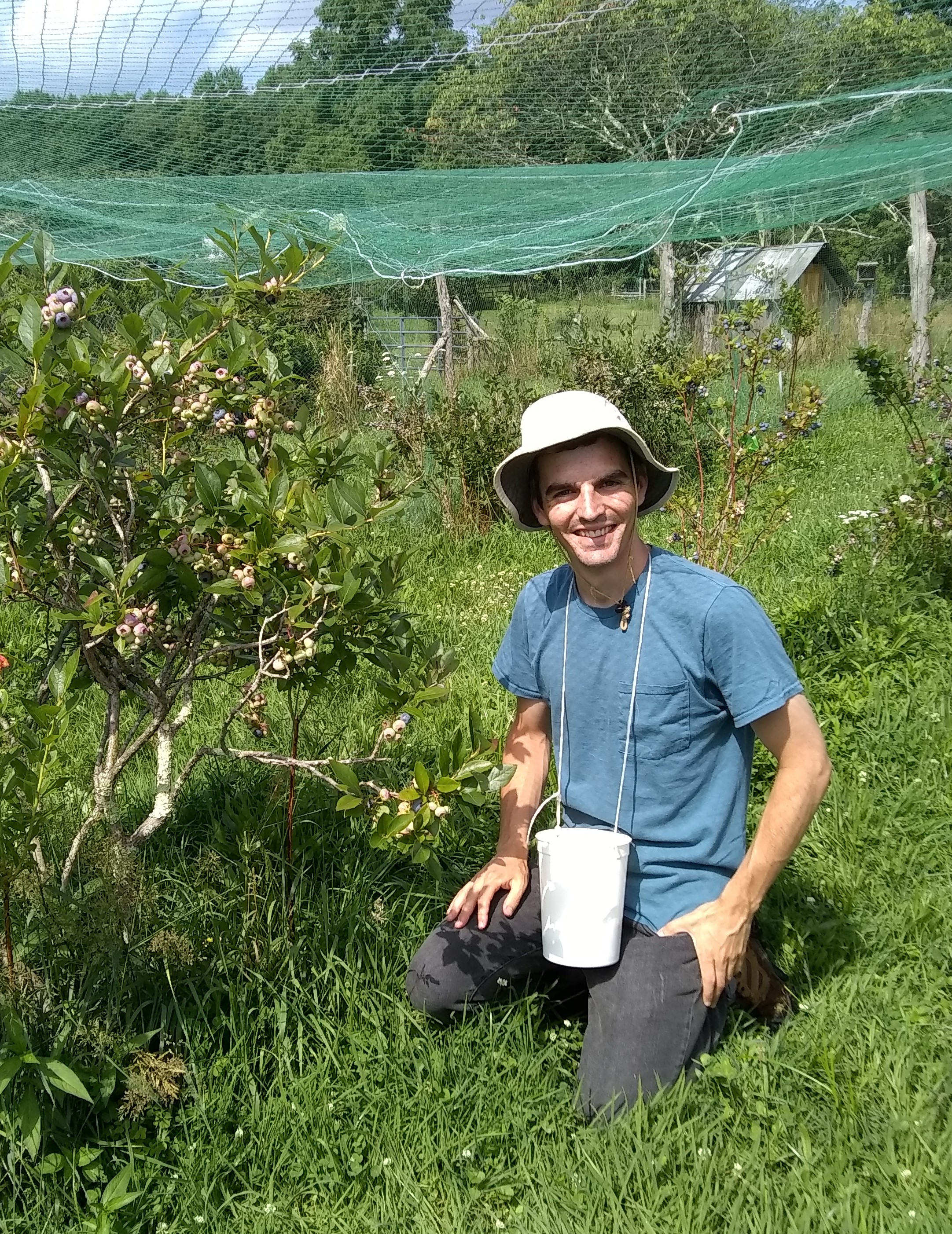 Dominic picking Blueberries