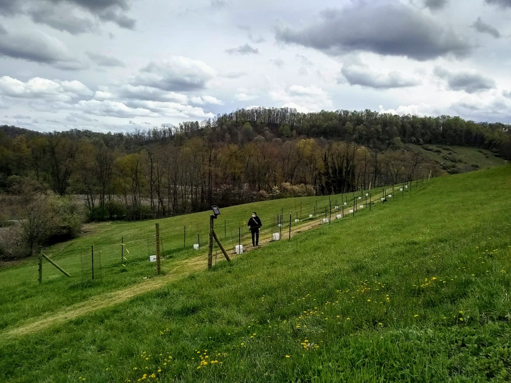 Virginia Shemick checks all the trees in the orchard after planting.